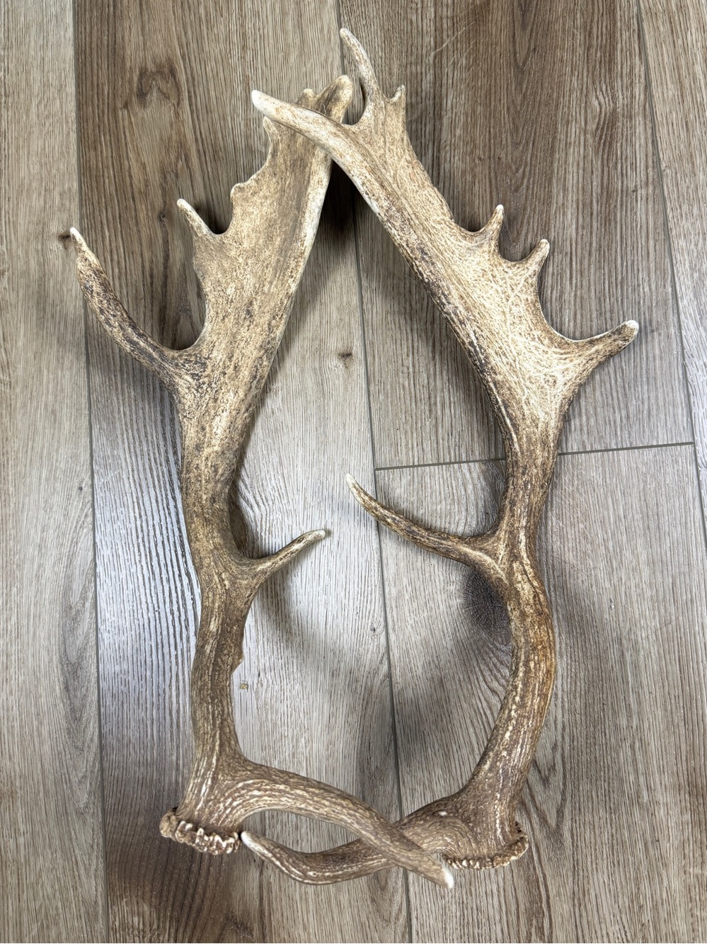 Authentic Naturally Shed Fallow Deer Antlers 1 Pair - Picture 5 of 10